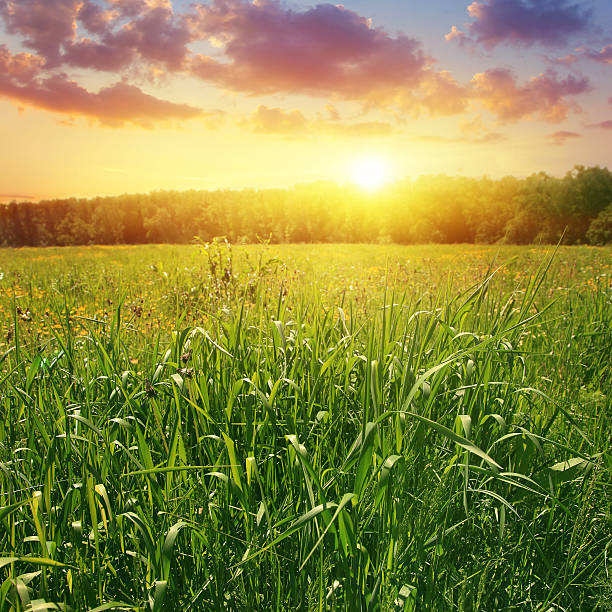 istock Summer landscape and colorful sunset. 524020224