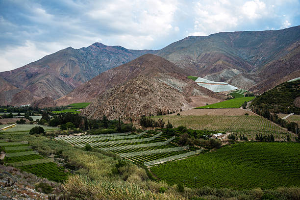 vinícolas do vale de elqui, andes parte de atacama, chile - coquimbo region - fotografias e filmes do acervo