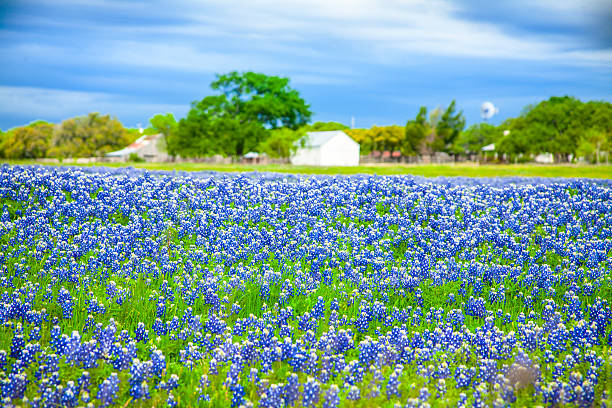 total prado flores de tremoço-azul. texas, eua. celeiro. - lupine single flower flower blue imagens e fotografias de stock