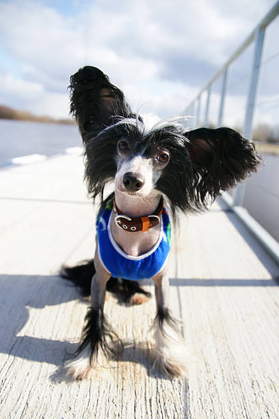 istock Chinese Crested dog sitting outdoors on the pier 524021726