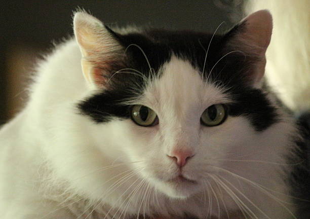 istock 4097-Black & White Cat Portrait 524022008