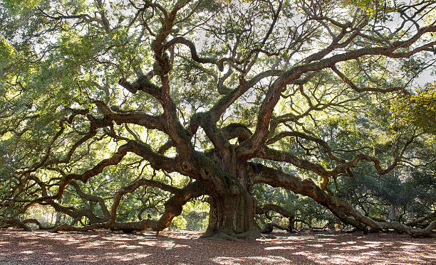 amplio ángulo roble árbol - sur fotografías e imágenes de stock