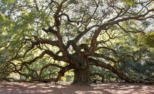 Huge Live oak angle tree located Charleston South Carolina