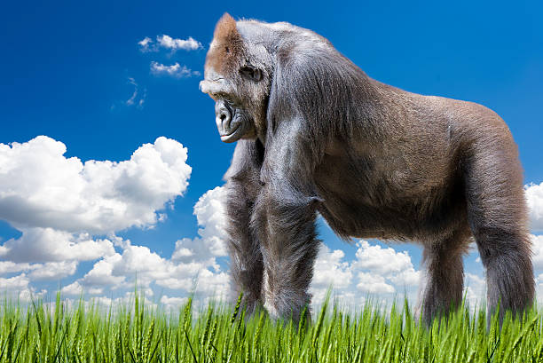 Adult Gorilla in a Grassy Pasture