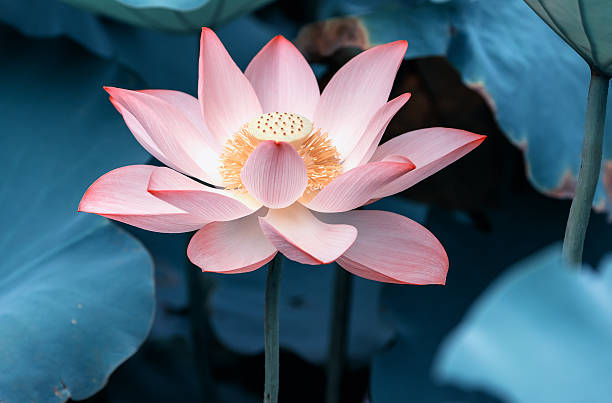 istock blooming lotus flower 524023354