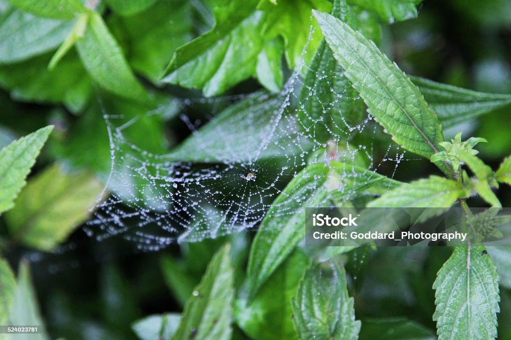 Indonesia: Ranamese Lake in Flores A soaked spider web, on a misty day at Ranamese Lake, situated in the middle of a lush forest that is part of the Taman Wisata Alam natural reserve. It is a crater lake and is high up on the mountain with an altitude of 1220 metres on Flores island. The area is known for its birds and wildlife. Dew Stock Photo