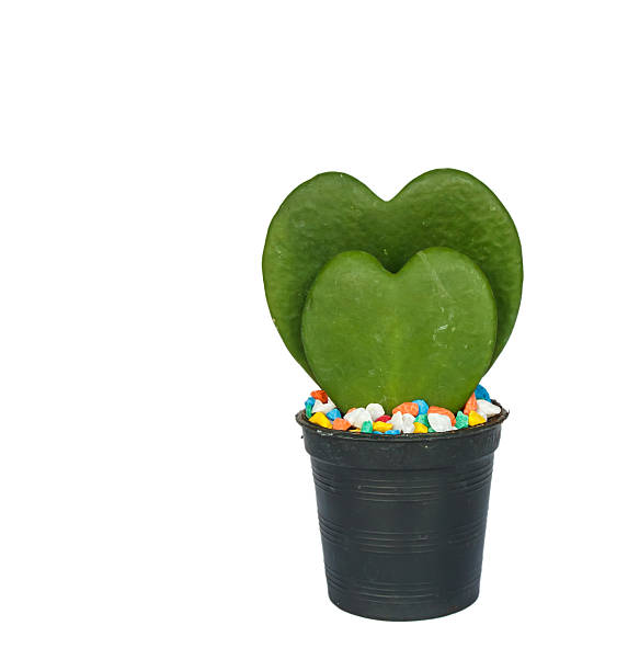 istock Green plant shaped heart 524023846