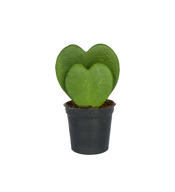 istock Green plant shaped heart 524023854