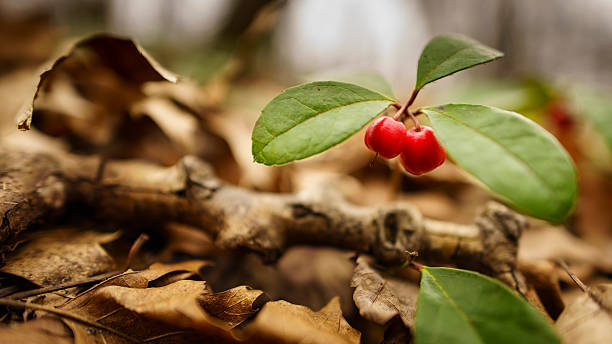 bayas wintergreen en bosque piso - wintergreen fotografías e imágenes de stock