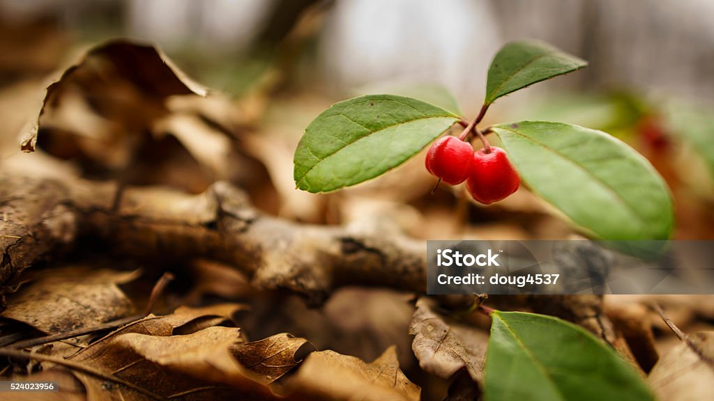 Wintergreen Berries On Forest Floor Bright red Wintergreen berries, Gaultheria procumbens, growing on the spring time forest floor.  This shot was made at ground level with a close focus wide angle lens.  Wintergreen berries are edible and their flavor used in many different foods and medicines. Gaultheria Procumbens Stock Photo