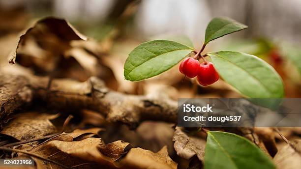 Wintergreen Berries On Forest Floor Stock Photo - Download Image Now - Gaultheria Procumbens, Berry, Berry Fruit