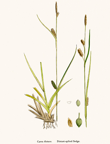 Digitally restored image of an original antique illustration by Sowerby published in 1860s in The English Botany.