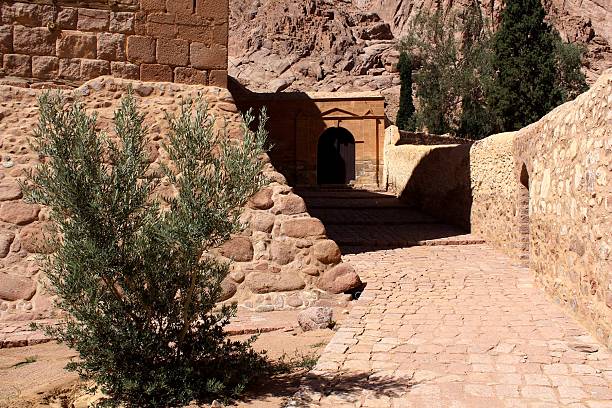 istock Trees and Shrubs in Mount Sinai 524025459