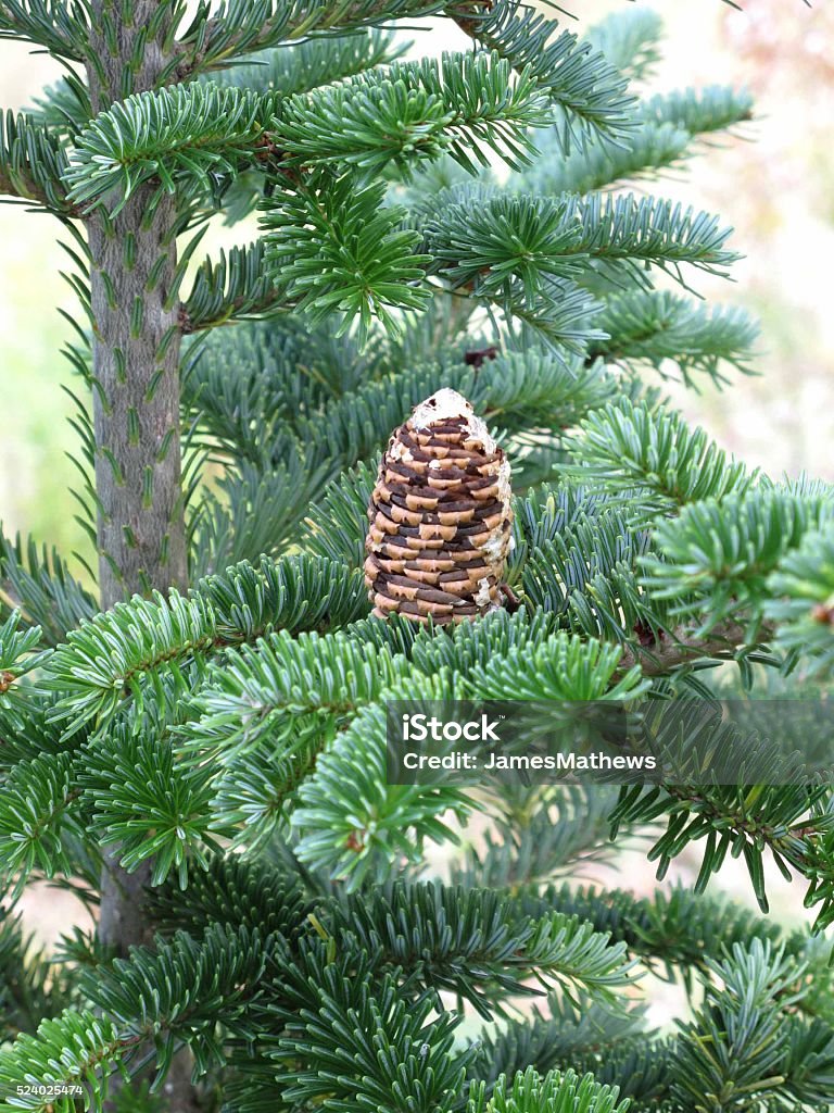 Fraser fir Cone (Abies fraseri) Fraser fir cone detail.  Abies fraseri. No People Stock Photo