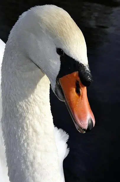 Photo of White Swan