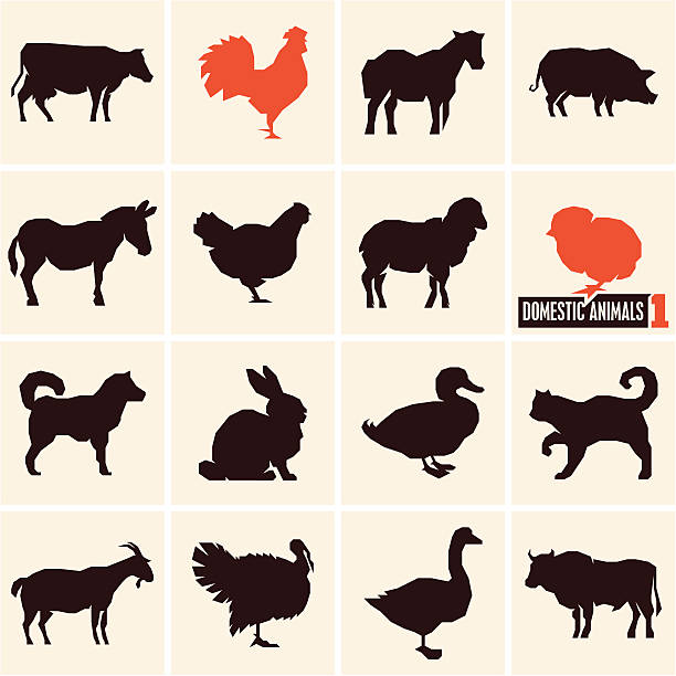 ilustrações, clipart, desenhos animados e ícones de animais domésticos - pig silhouette animal livestock