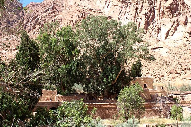 istock Trees and Shrubs in Mount Sinai 524026759