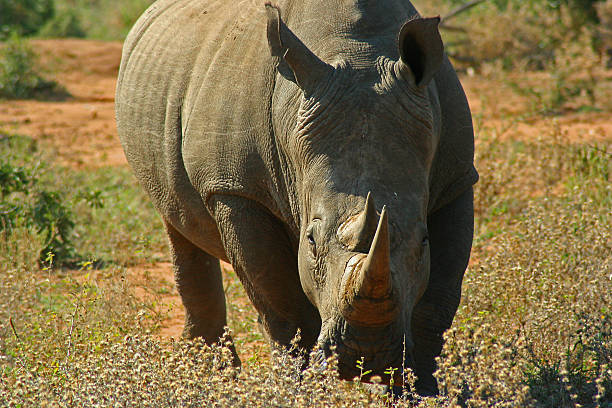 istock big, white rhinoceros 524026977