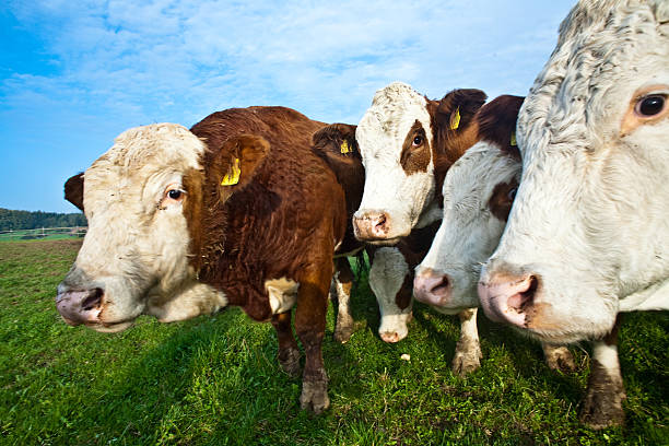 istock friendly cattles on green granzing land are trusty 524027235