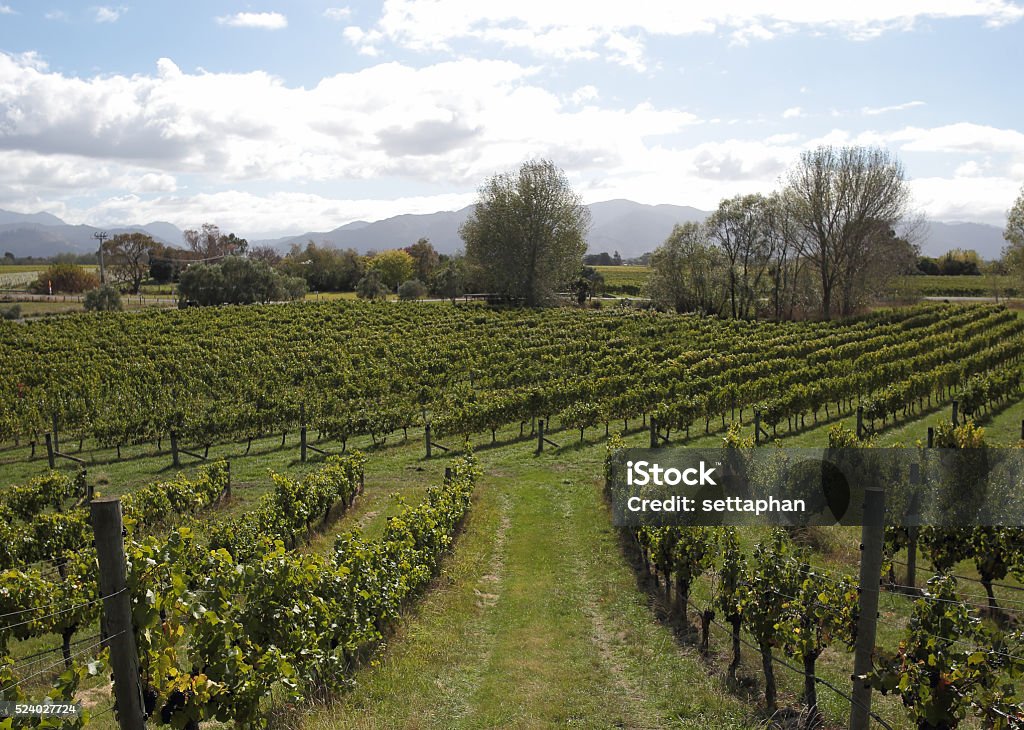 Vineyard in New Zealand (South Island) Agricultural Field Stock Photo