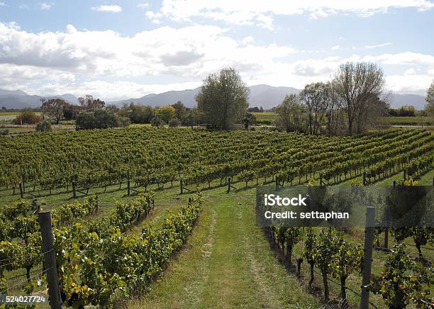 Vineyard In New Zealand Stock Photo - Download Image Now - Agricultural Field, Agriculture, Autumn