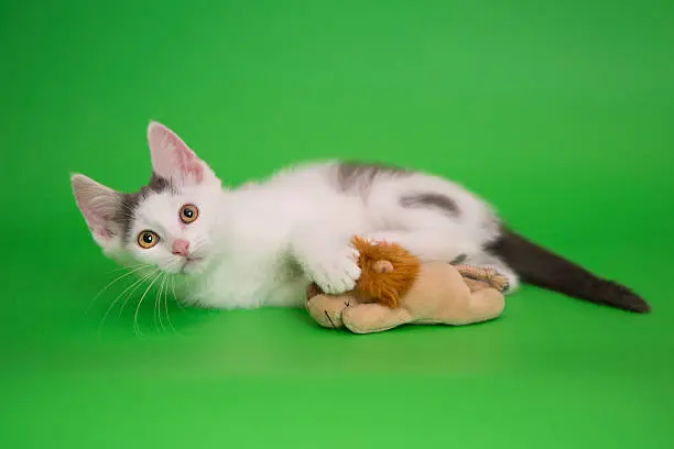 mixed-breed kitten is playing, studio shot, green background