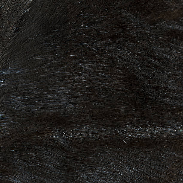 istock Black fur goat texture. Close up fragment  top view. 524028328