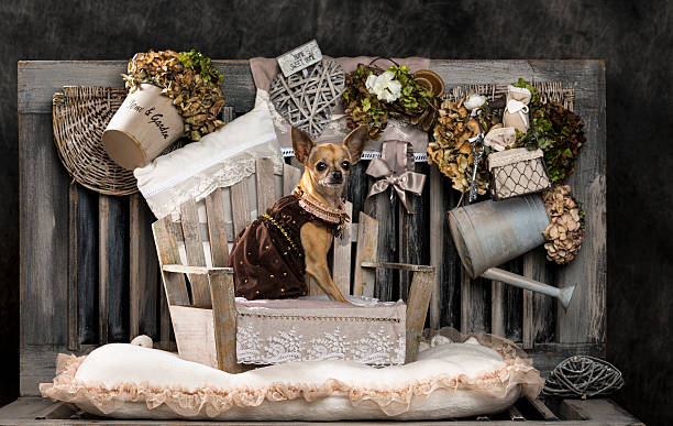istock Chihuahua in front of a rustic background 524028463