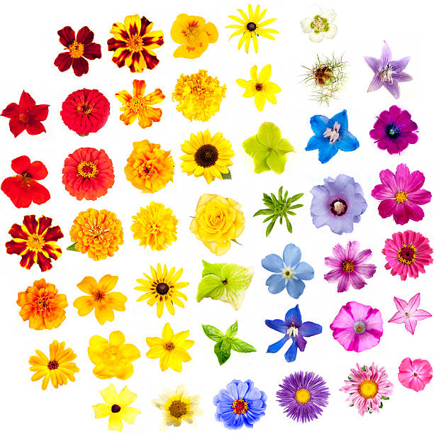 varias flores aisladas en un fondo blanco: los colores del arco iris - flower single flower orange gerbera daisy fotografías e imágenes de stock