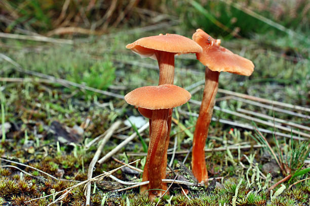 Mushroom laccaria proxima Mushroom laccaria proxima growing in the forest laccata stock pictures, royalty-free photos & images
