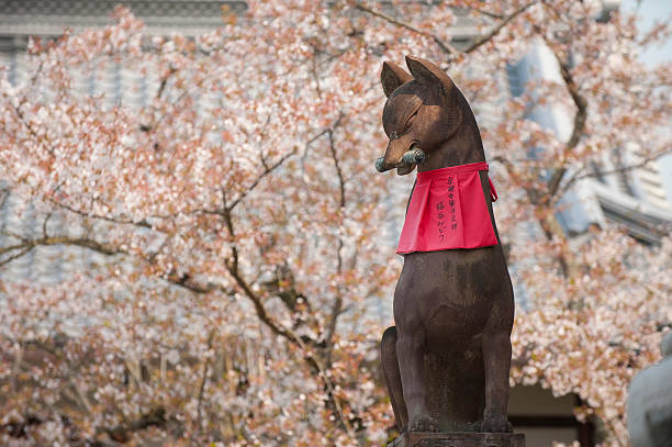 Kyoto, Japan - April 10, 2014 : Fox statue at Fushimi Inari Shrine in Kyoto Japan with sakura tree 