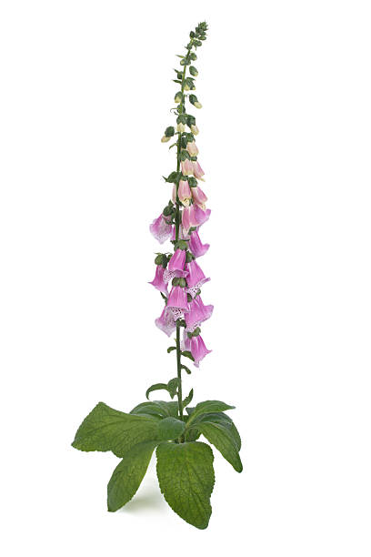 istock Purple foxglove with flowers isolated on white background 524029501