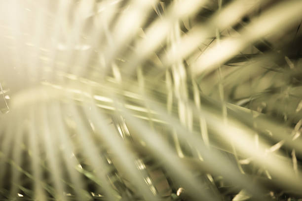 istock Vintage blur Close up of Palm tree 524030004