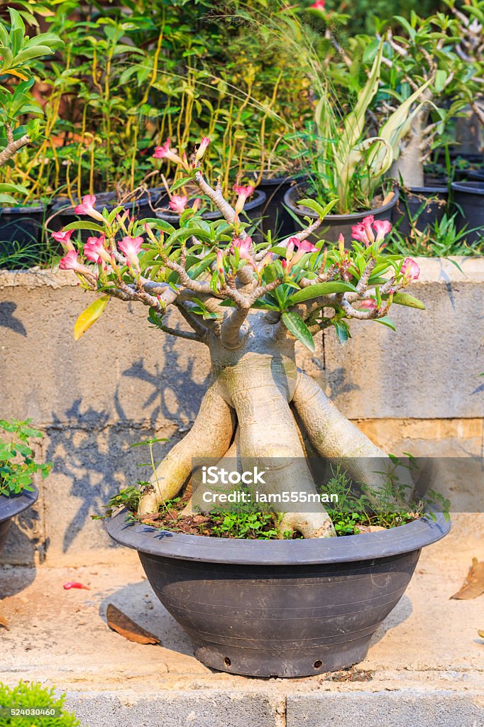 Bonsai Do Deserto Rose Impala Lírio Rosa Flor - Fotografias de stock e mais  imagens de Adenium - Adenium, Arbusto, Asiático e indiano - iStock