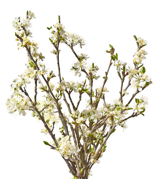 istock Blooming plum twigs on a white background. 524031064