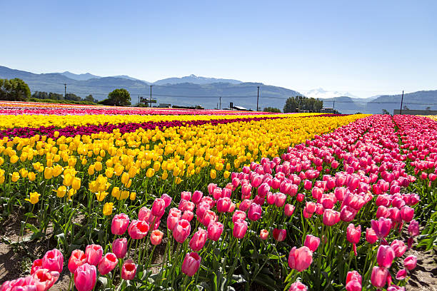 istock Field of rainbow tulips in springtime/ 524031182