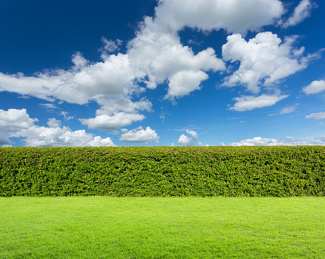 hedge with sky and grass on sky background.
