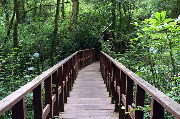 istock Wood bridge in deep forest crossing water stream, north Thailand. 524031688