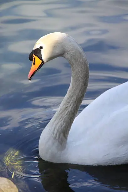 Photo of White swan with sunlight on beek