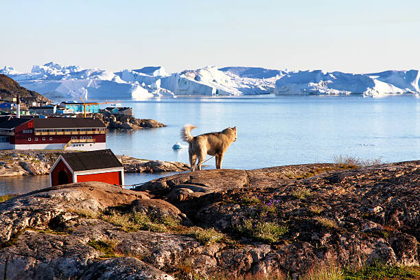 Greenland Dog is enjoying the view We were sitting on the patio in Ilulissat enjoying the view over the Disko Bay - and so did the dog. disko bay stock pictures, royalty-free photos & images