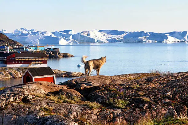 We were sitting on the patio in Ilulissat enjoying the view over the Disko Bay - and so did the dog. 