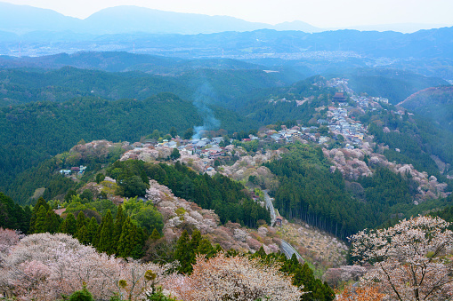View from the top of Mount Yoshino in Nara, Japan where more than 30,000 cherry trees blanket the mountainside.