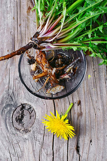 istock roots of dandelion flower 524035810