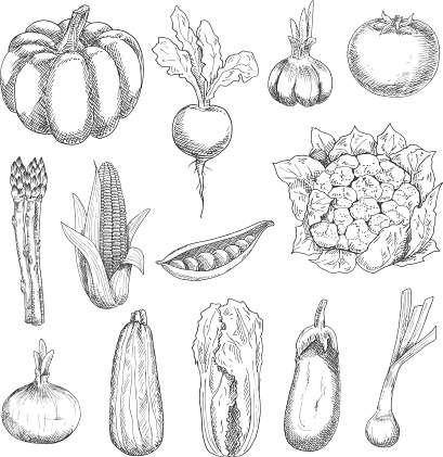 Healthful locally grown fresh corn cob, tomato, sweet peas, garlic, eggplant, pumpkin, zucchini, beetroot, onion, chinese cabbage, cauliflower, scallion and asparagus vegetables engraving stylized sketches. Agriculture harvest and organic farming design usage