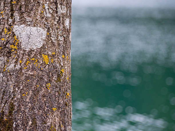 Free Stock Photo of Tree trunk close-up with a blurred lake background ...