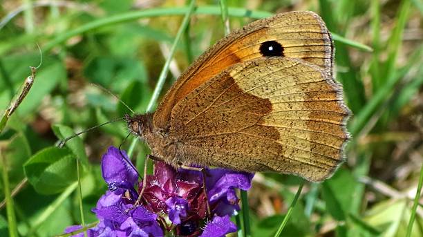 istock Butterfly on violet flowers 524049473