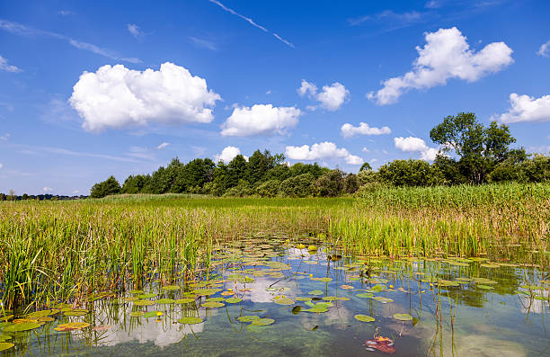 istock Summer landscape with water lilies on a sunny day 524050785