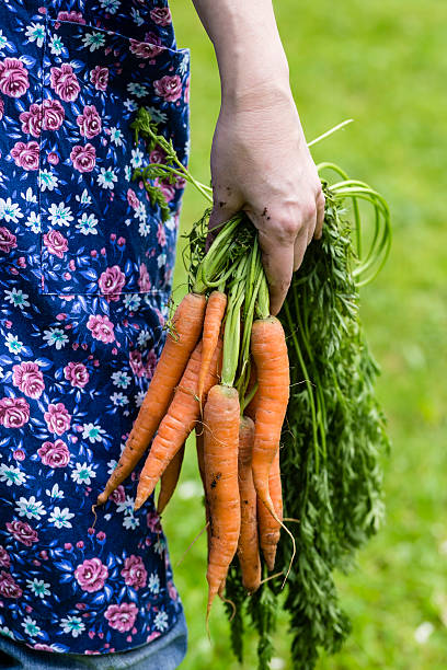 istock Womans hand with harvested carrots 524050949