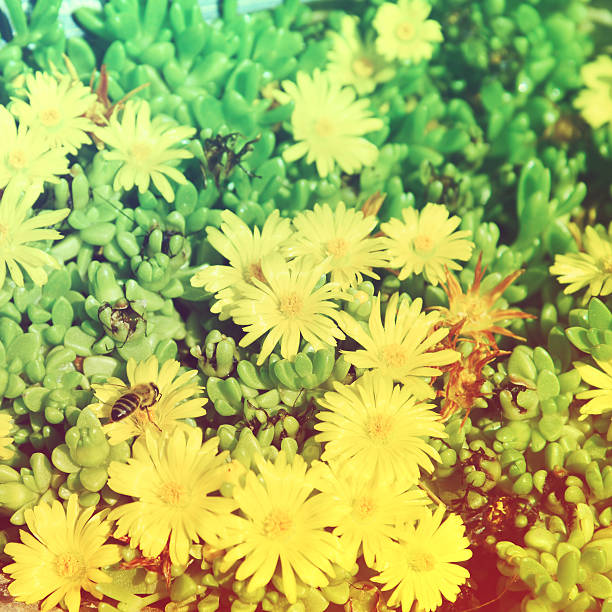 Wildflower meadow, vintage retro style