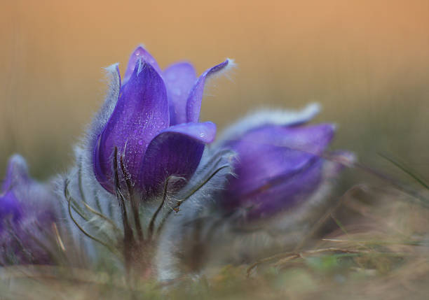 istock Spring flower Pasqueflower- Pulsatilla grandis 524051429